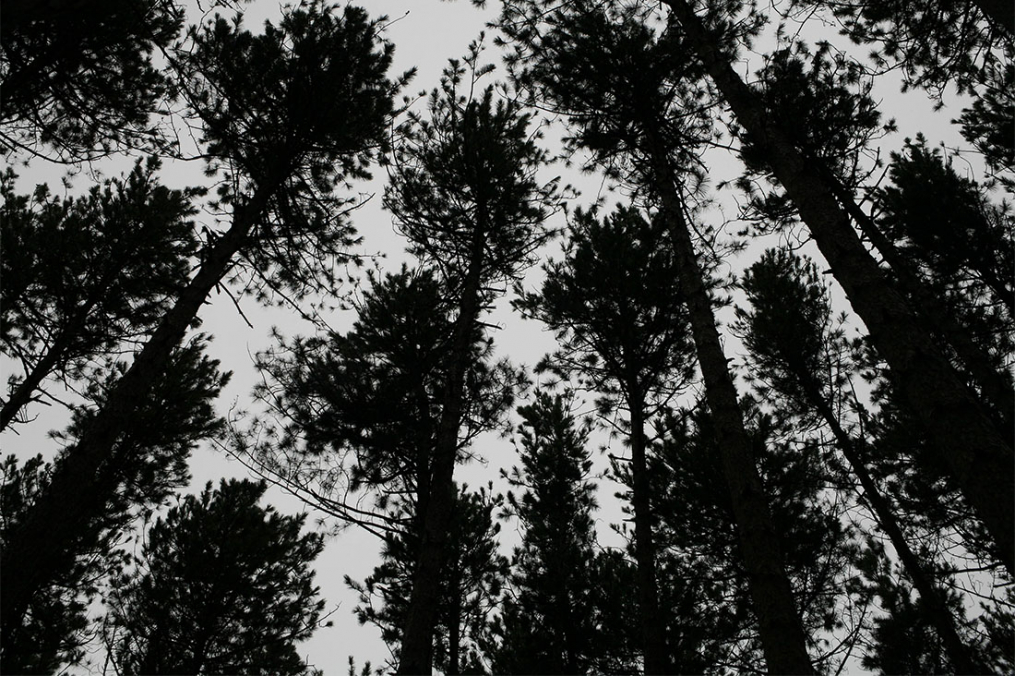 tree tops